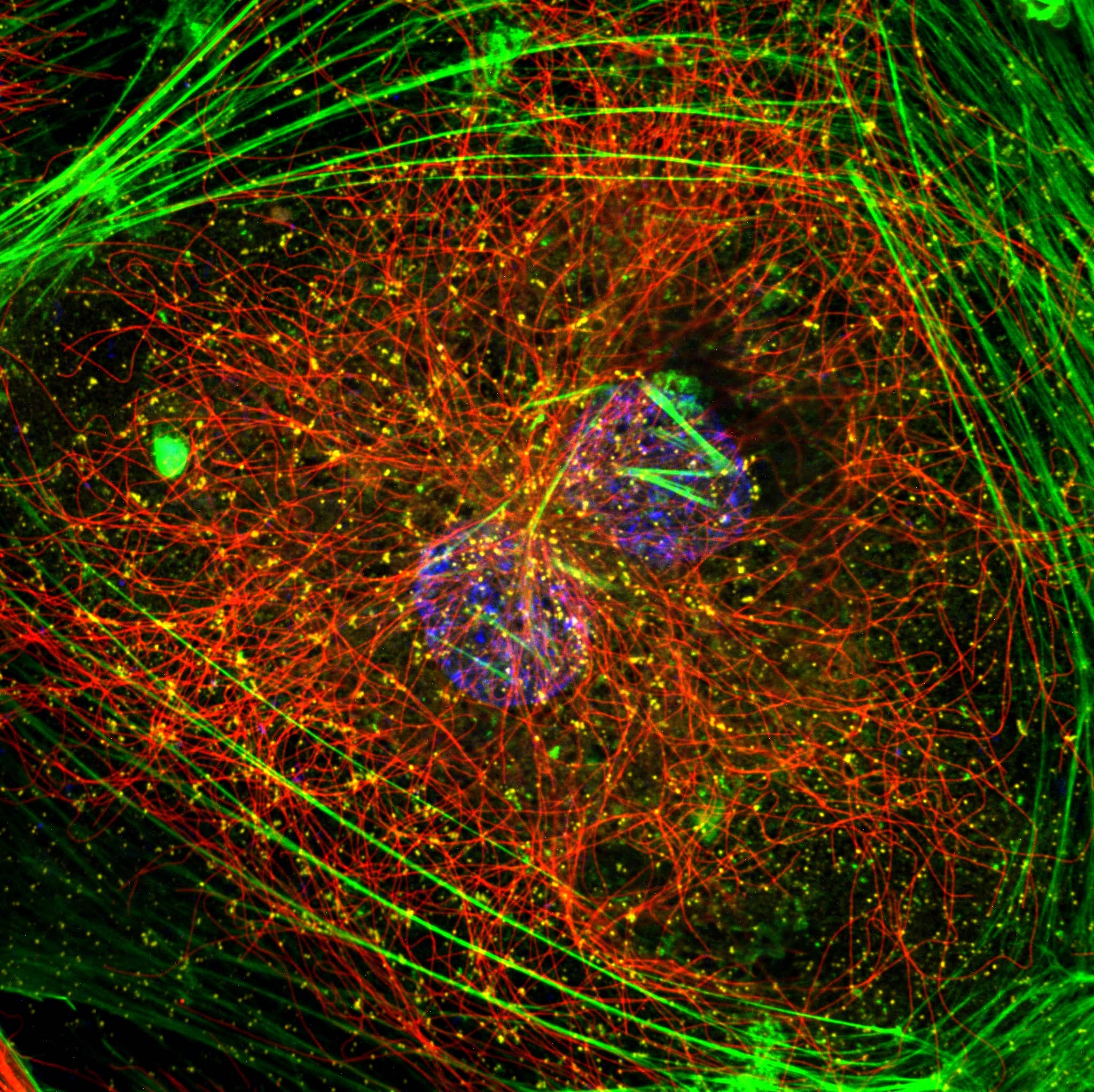 How do REscans fit within confocal microscopy landscape?