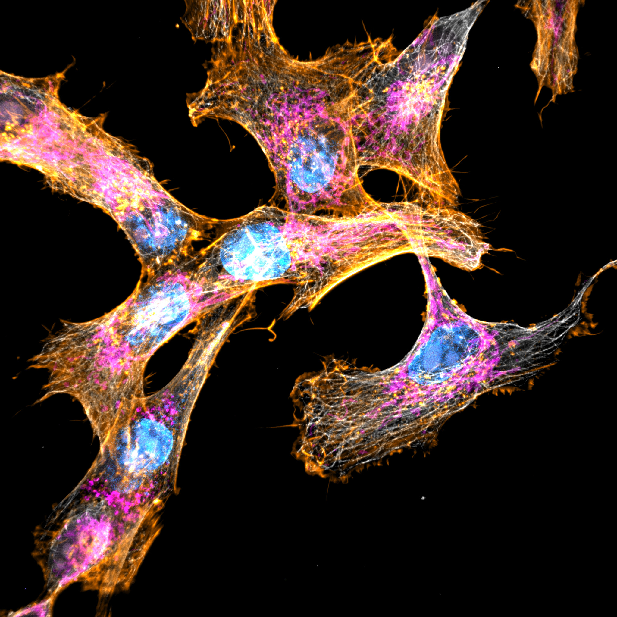 Deep Live Cell Imaging in Super Resolution