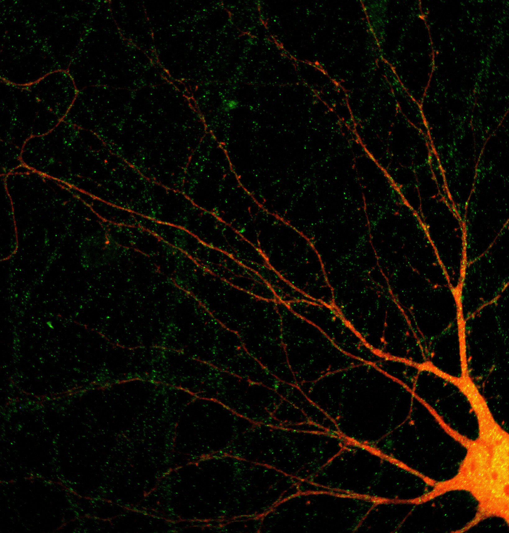 How to break the diffraction limit during live cell imaging