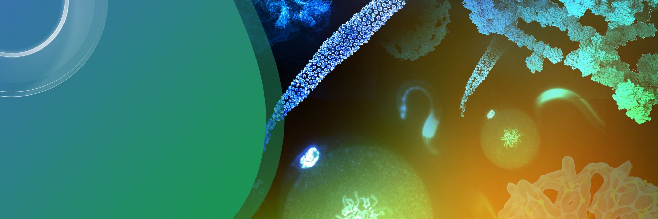 Seeing is believing: imaging the molecular processes of life