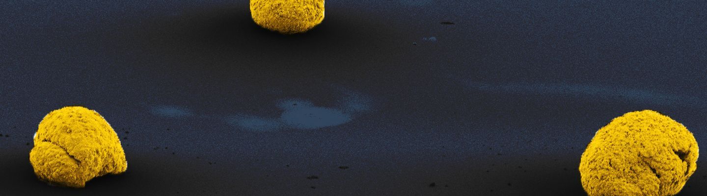 Microscience Microscopy Congress 2025