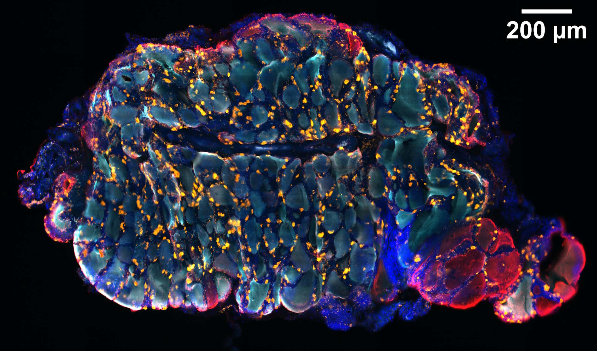 Superconcentration of light: circumventing the classical limit to achievable irradiance