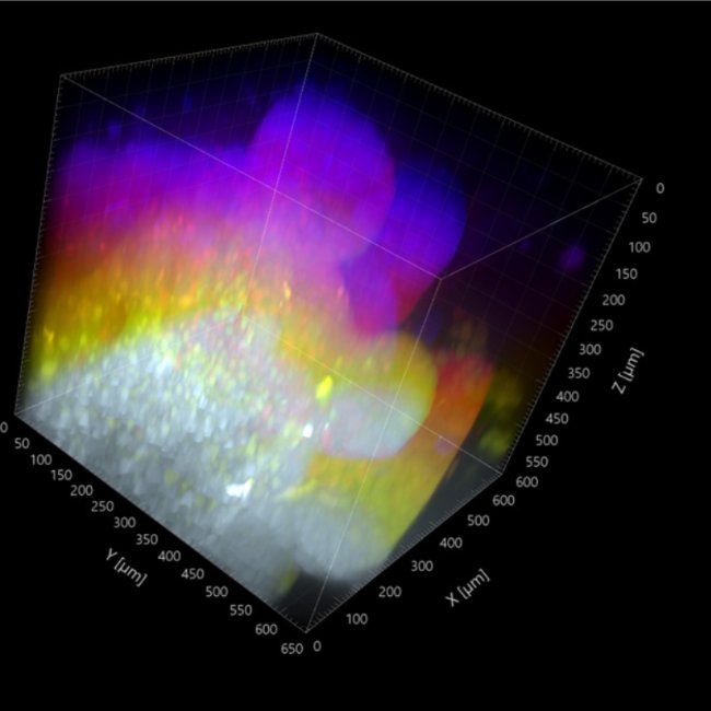 3D reconstruction of an expanded mouse small intestinal organoid imaged 627 µm deep with the AION Line REscan confocal